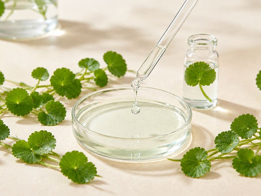 Cica centella leaves